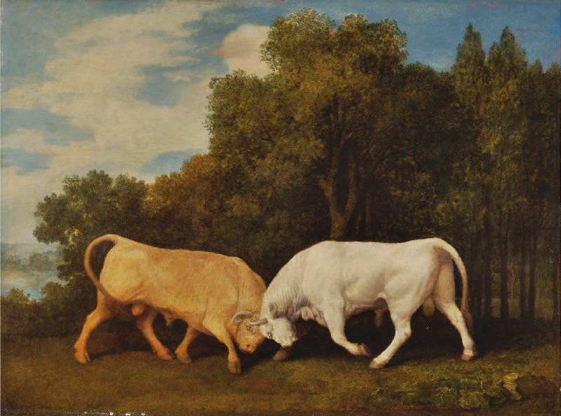 BULLS FIGHTING