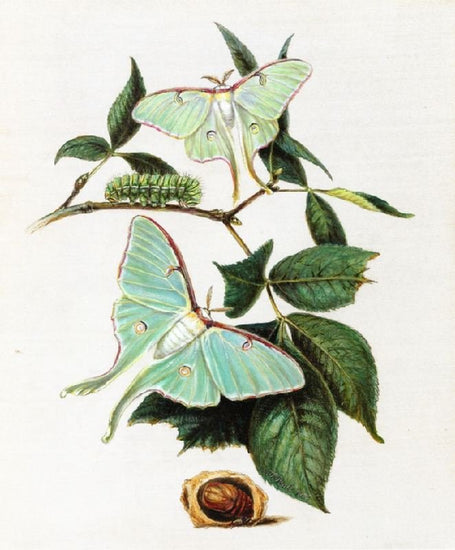 Green Moths by Titian Ramsey Peale II