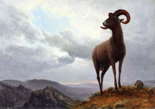 Long Horned Sheep by Albert Bierstadt