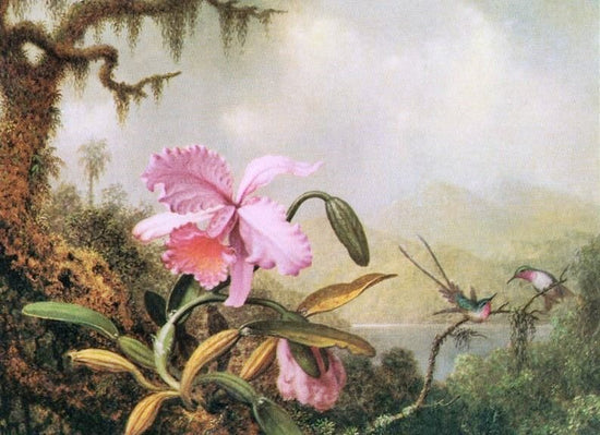 Orchids And Hummingbirds by Martin Johnson Heade
