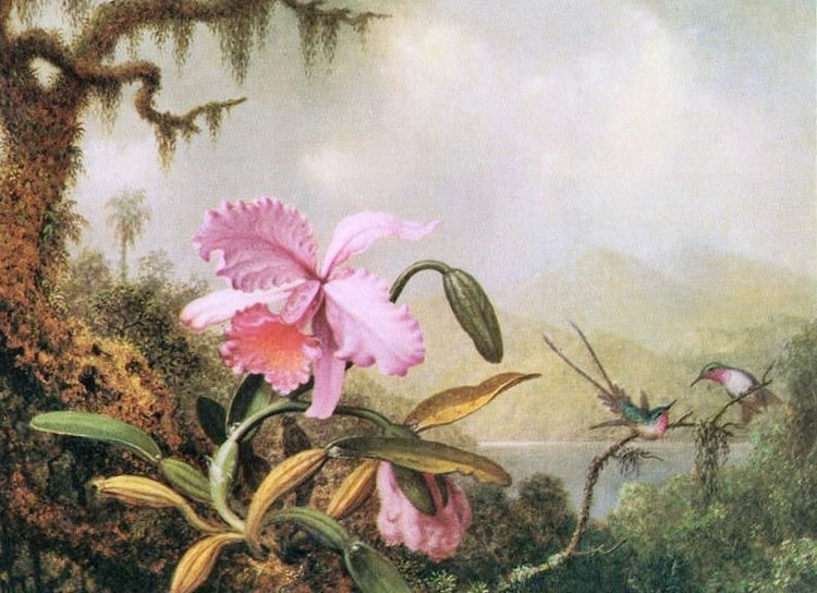 Orchids And Hummingbirds by Martin Johnson Heade