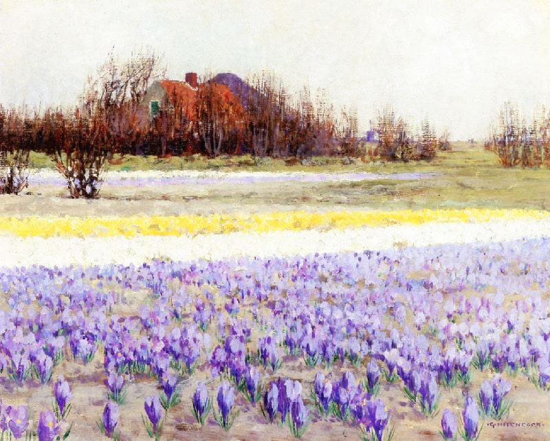 A Field Of Crocusses by George Hitchcock