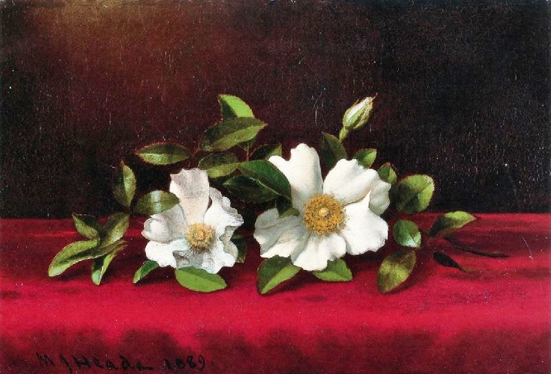 Two Cherokee Roses On Red Velvet by Martin Johnson Heade