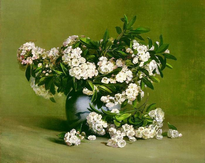 MOUNTAIN LAUREL