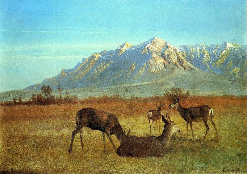 DEER IN A MOUNTAIN HOME
