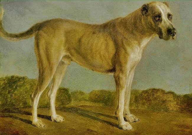 Hunting Dog by Jacques-Laurent Agasse