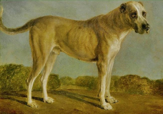 Hunting Dog by Jacques-Laurent Agasse