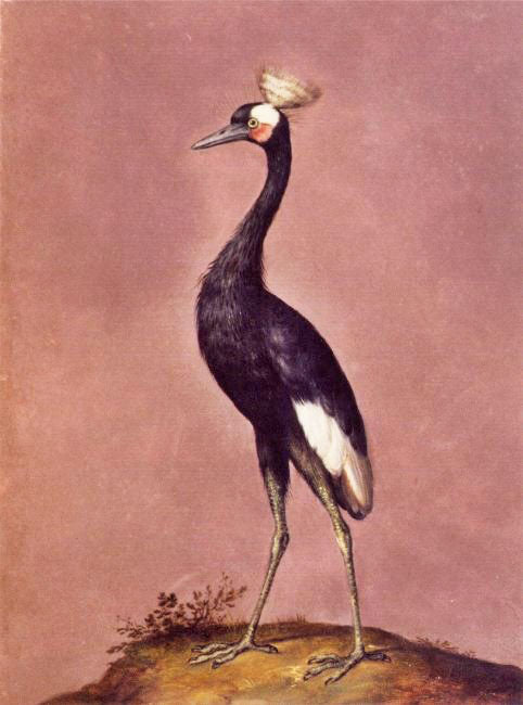 Black Crowned Crane by Giuseppe Arcimboldo