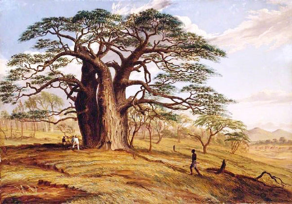A Baobab Near The Bank Of The Lue by Thomas Baines