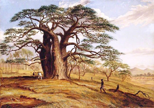 A Baobab Near The Bank Of The Lue by Thomas Baines