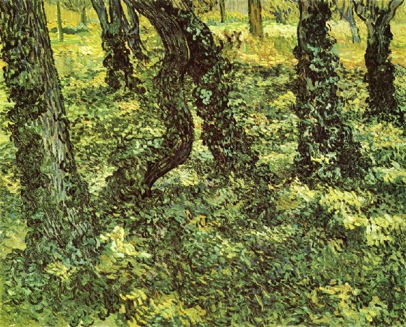 TRUNKS OF TREES WITH IVY