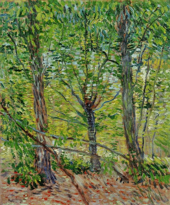 TREES AND UNDERGROWTH