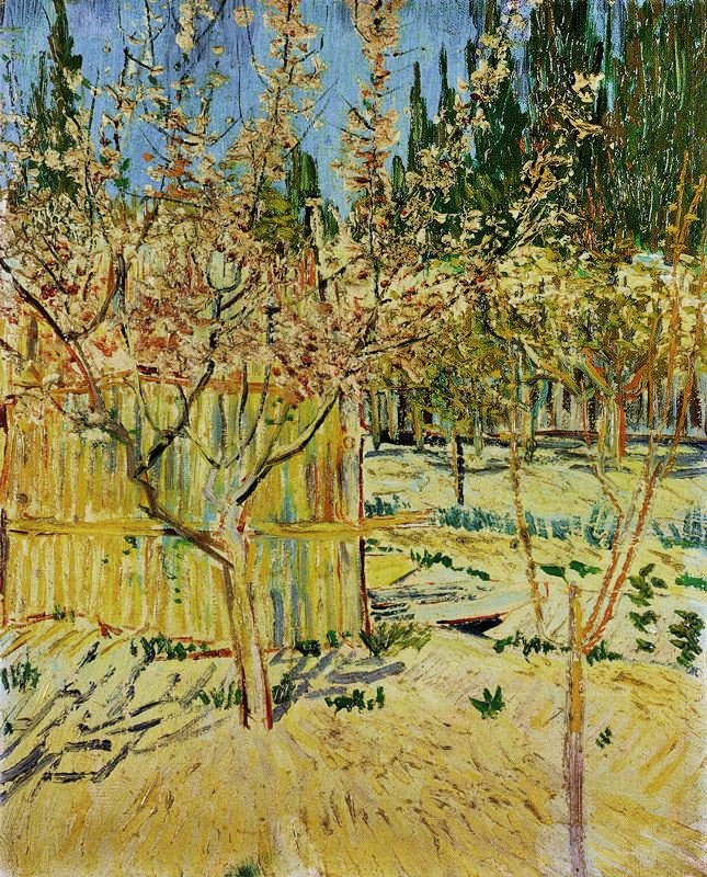 APRICOT TREES IN BLOSSOM