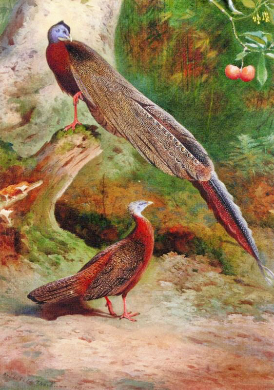 A Pair Of Malay Arguses by Archibald Thorburn