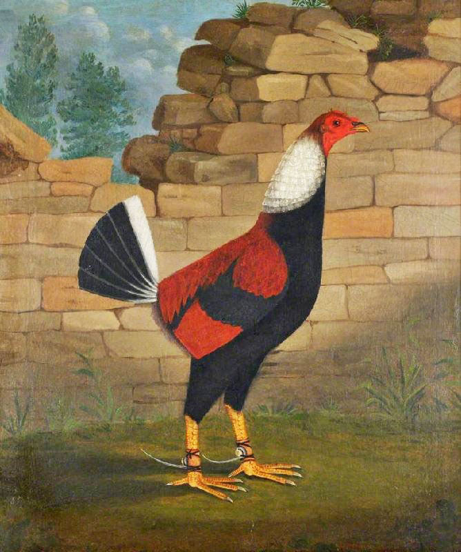 THE TRIMMED COCK