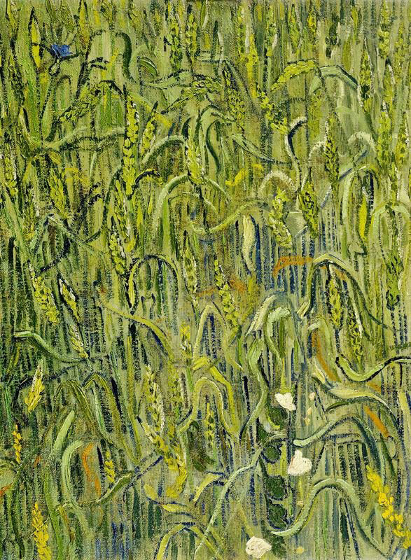 EARS OF WHEAT
