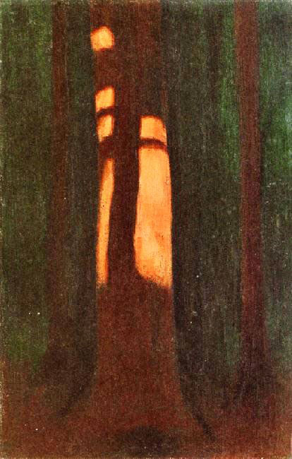 Hard Shadow Cast On Trunk by Hans Emmenegger