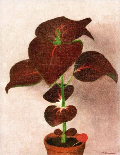 Caladium Flower by Hans Emmenegger