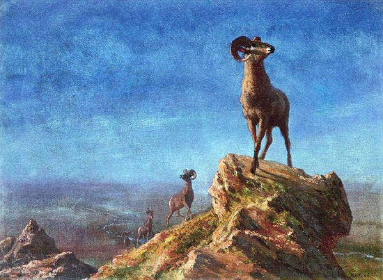 Rocky Mountain Big Horns by Albert Bierstadt