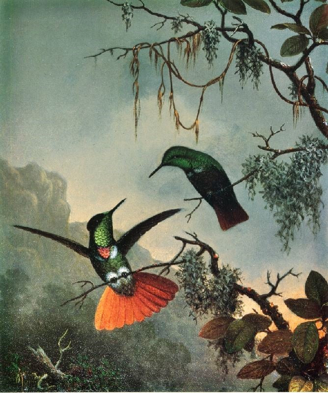 Two Hooded Visorbearer Hummingbirds by Martin Johnson Heade
