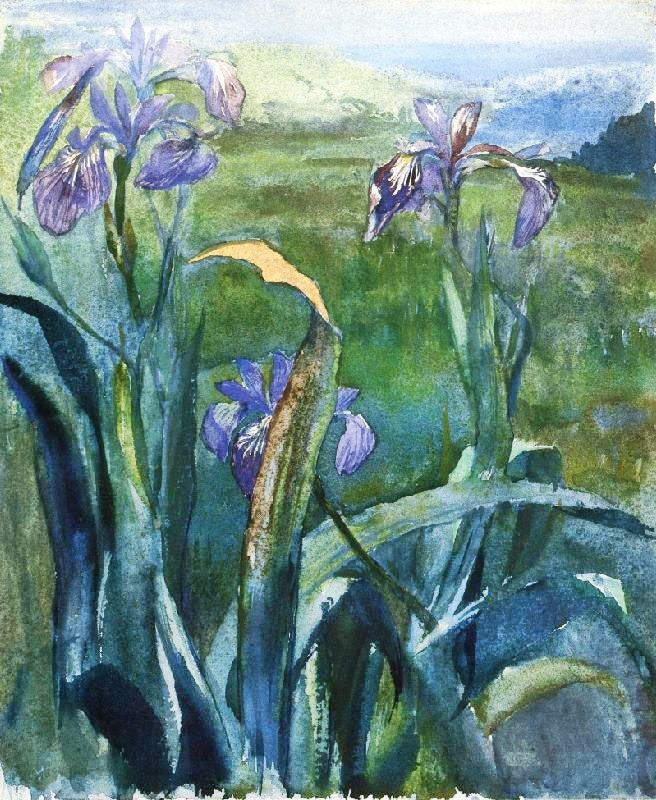 Blue Iris, Study by John La Farge
