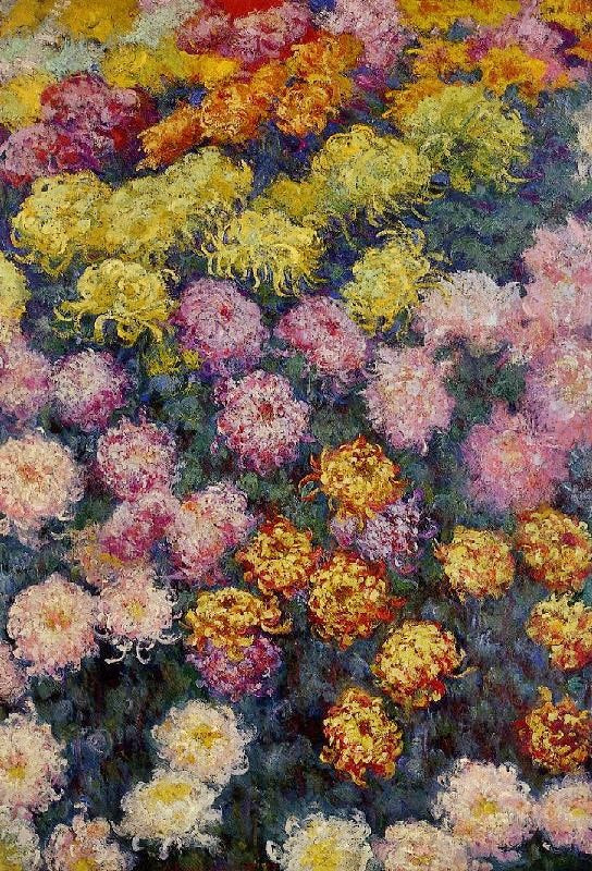 BED OF CHRYSANTHEMUMS