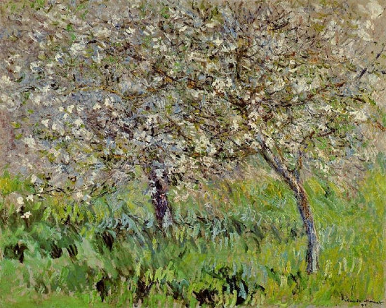 Apple Trees In Bloom At Giverny by Claude Oscar Monet