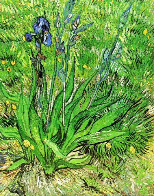 The Iris by Vincent van Gogh