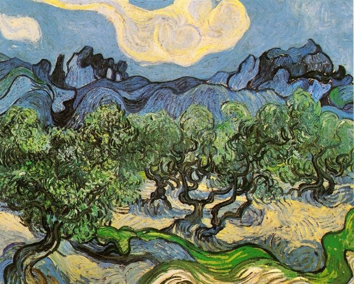 OLIVE TREES WITH THE ALPILLES IN THE BACKGROUND