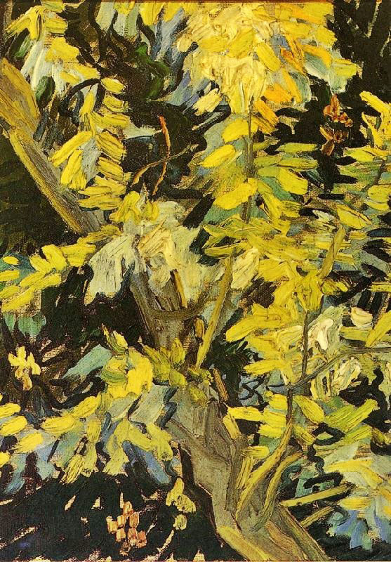 Blossoming Acacia Branches by Vincent van Gogh