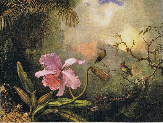 Cattleya Orchid With Two Hummingbirds by Martin Johnson Heade