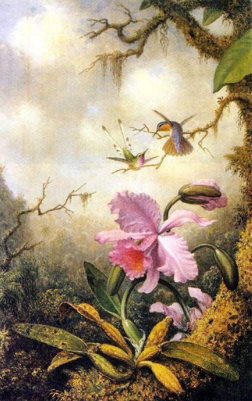 Hummingbirds And Orchids by Martin Johnson Heade