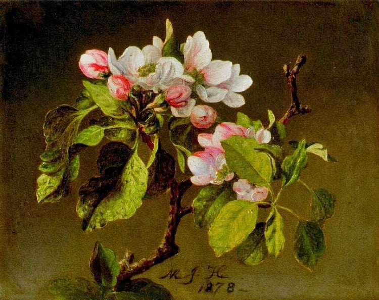 A Branch Of Apple Blossoms And Buds by Martin Johnson Heade