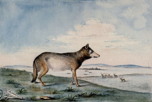 Canis Lupus by Titian Ramsey Peale II