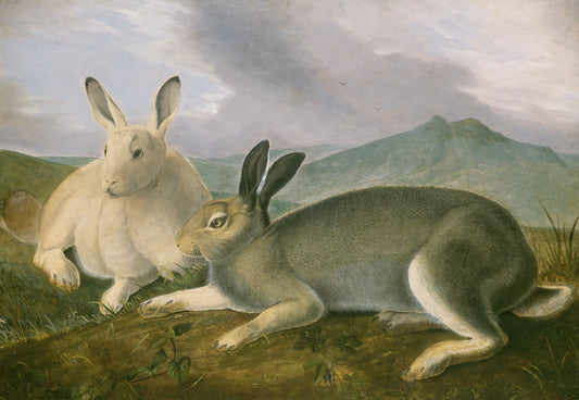 ARCTIC HARE