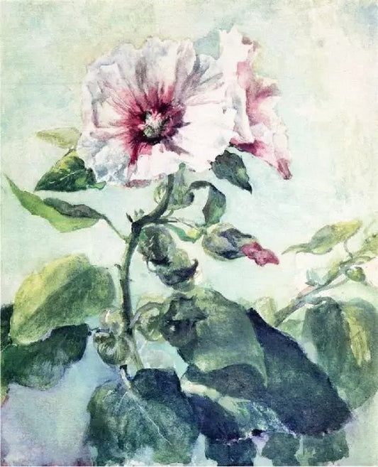 STUDY OF PINK HOLLYHOCK IN SUNLIGHT, FROM NATURE