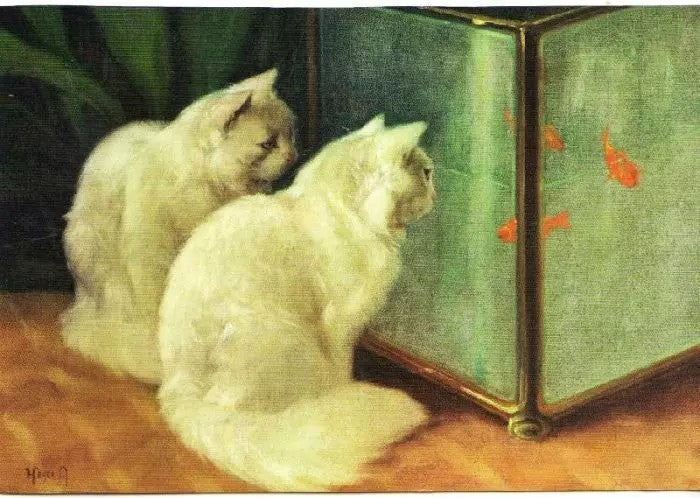 WHITE CATS WATCHING GOLDFISH