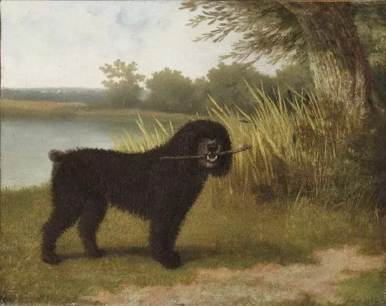 A BLACK WATER DOG WITH A STICK BY A LAKE