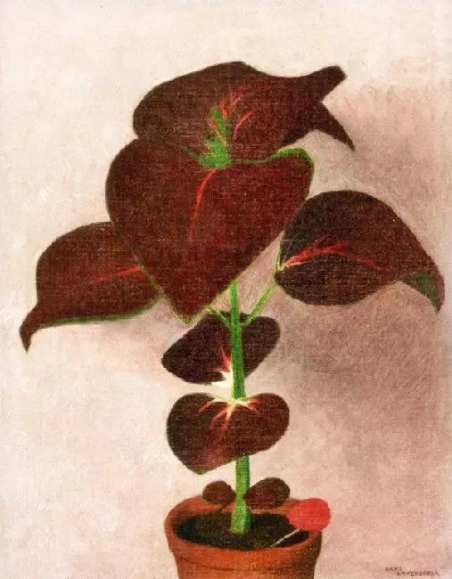 CALADIUM FLOWER