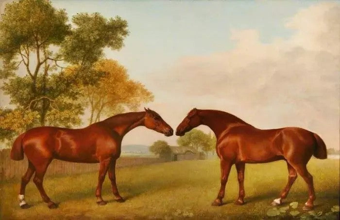 TWO HORSES IN A PADDOCK