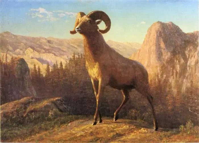 A ROCKY MOUNTAIN SHEEP, OVIS, MONTANA